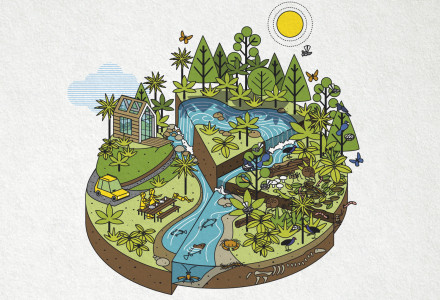 STNN Illustrations (Auckland Council)